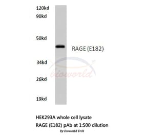 Anti-AGER / RAGE (E182) Antibody from Bioworld Technology (BS3448) - Antibodies.com