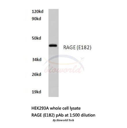 Anti-AGER / RAGE (E182) Antibody from Bioworld Technology (BS3448) - Antibodies.com