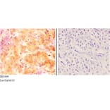 Anti-Inhibin β-C (V129) Antibody from Bioworld Technology (BS3449) - Antibodies.com