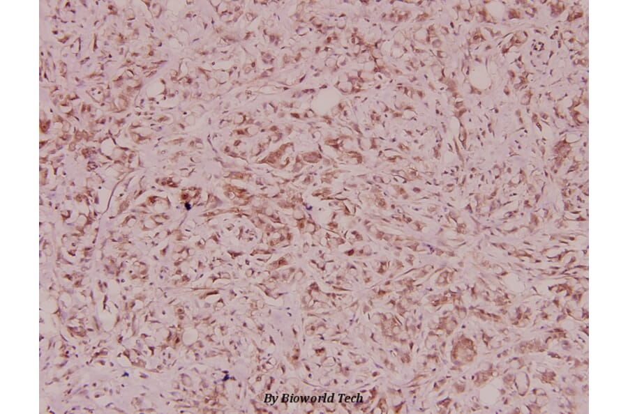 Anti-Defensin α3 (S52) Antibody from Bioworld Technology (BS3452) - Antibodies.com