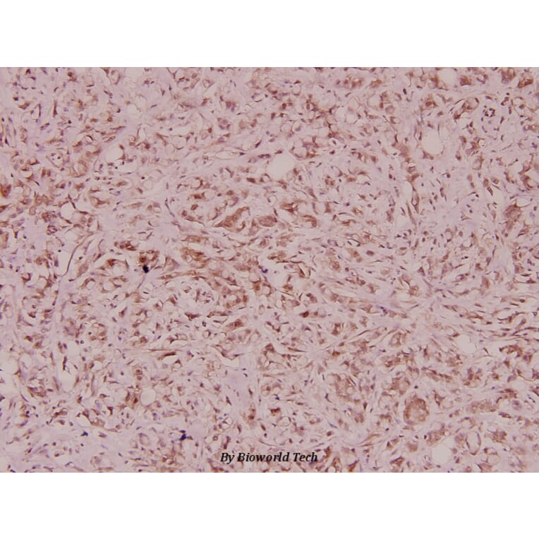 Anti-Defensin α3 (S52) Antibody from Bioworld Technology (BS3452) - Antibodies.com