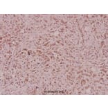Anti-Defensin α3 (S52) Antibody from Bioworld Technology (BS3452) - Antibodies.com