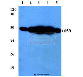 Anti-uPA (L239) Antibody from Bioworld Technology (BS3454) - Antibodies.com