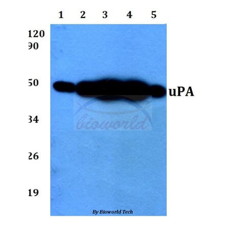 Anti-uPA (L239) Antibody from Bioworld Technology (BS3454) - Antibodies.com