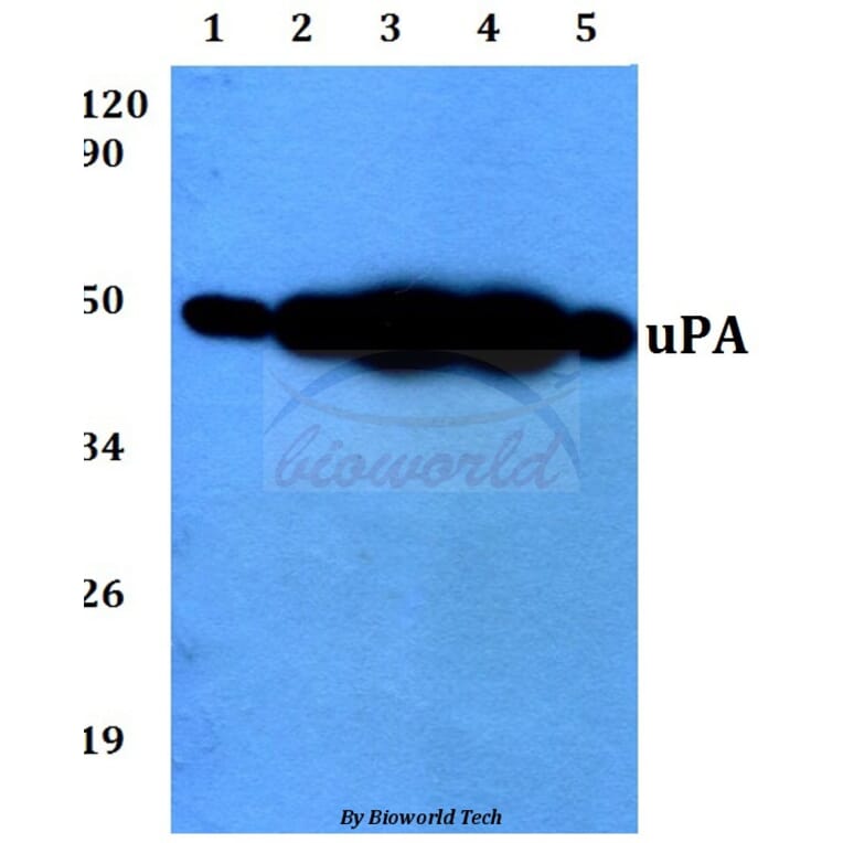 Anti-uPA (L239) Antibody from Bioworld Technology (BS3454) - Antibodies.com