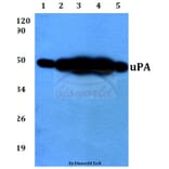 Anti-uPA (L239) Antibody from Bioworld Technology (BS3454) - Antibodies.com