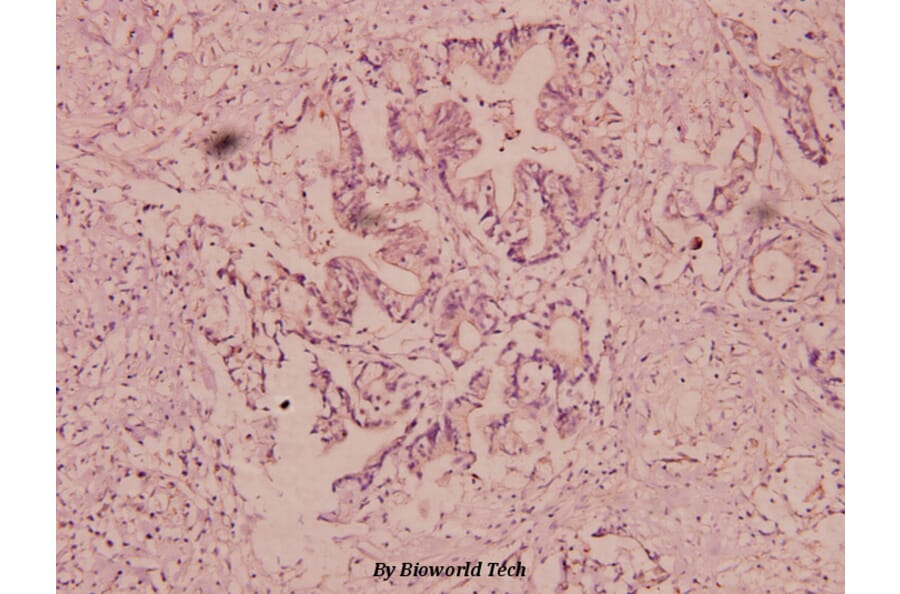 Anti-uPA (L239) Antibody from Bioworld Technology (BS3454) - Antibodies.com