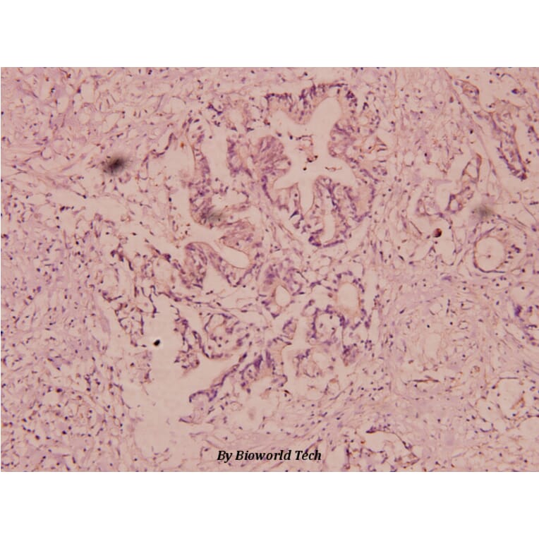 Anti-uPA (L239) Antibody from Bioworld Technology (BS3454) - Antibodies.com