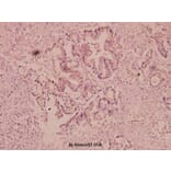 Anti-uPA (L239) Antibody from Bioworld Technology (BS3454) - Antibodies.com