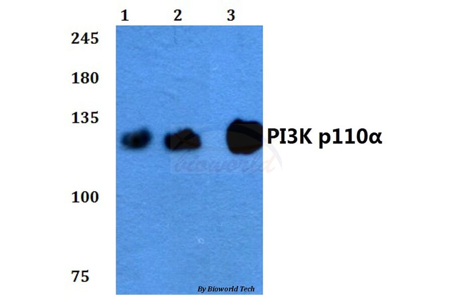 Anti-PI3K p110α (R519) Antibody from Bioworld Technology (BS3456) - Antibodies.com