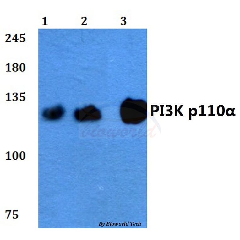 Anti-PI3K p110α (R519) Antibody from Bioworld Technology (BS3456) - Antibodies.com