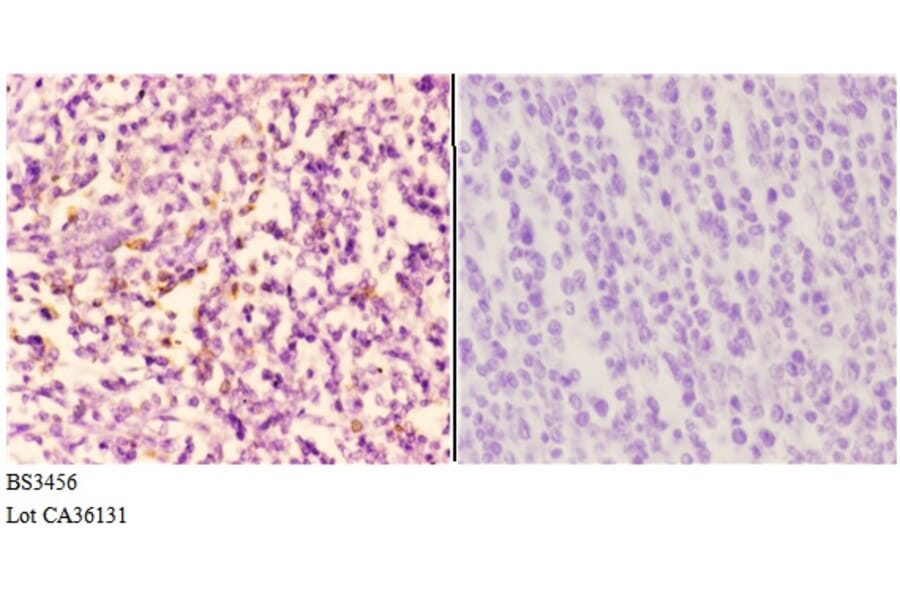 Anti-PI3K p110α (R519) Antibody from Bioworld Technology (BS3456) - Antibodies.com