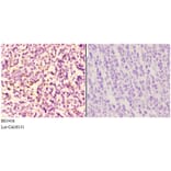 Anti-PI3K p110α (R519) Antibody from Bioworld Technology (BS3456) - Antibodies.com