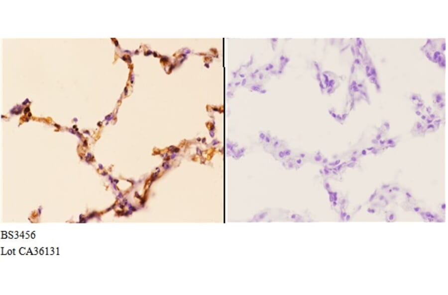 Anti-PI3K p110α (R519) Antibody from Bioworld Technology (BS3456) - Antibodies.com