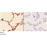 Anti-PI3K p110α (R519) Antibody from Bioworld Technology (BS3456) - Antibodies.com