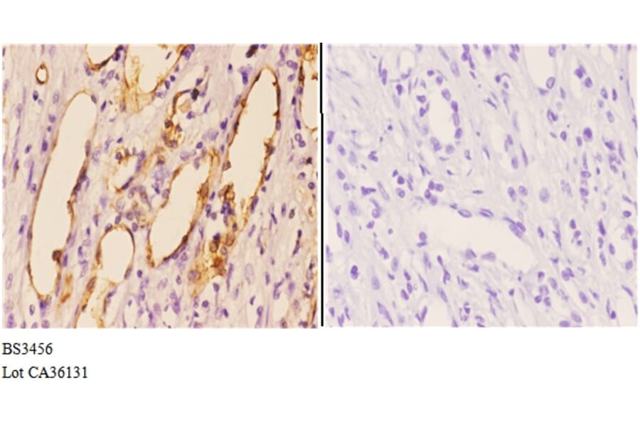 Anti-PI3K p110α (R519) Antibody from Bioworld Technology (BS3456) - Antibodies.com