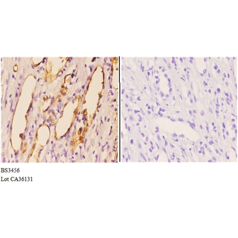 Anti-PI3K p110α (R519) Antibody from Bioworld Technology (BS3456) - Antibodies.com