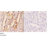 Anti-PI3K p110α (R519) Antibody from Bioworld Technology (BS3456) - Antibodies.com