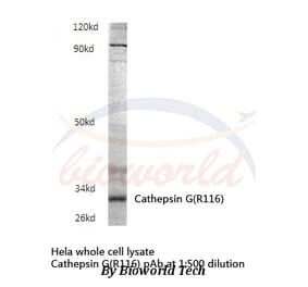 Anti-Cathepsin G (R116) Antibody from Bioworld Technology (BS3458) - Antibodies.com