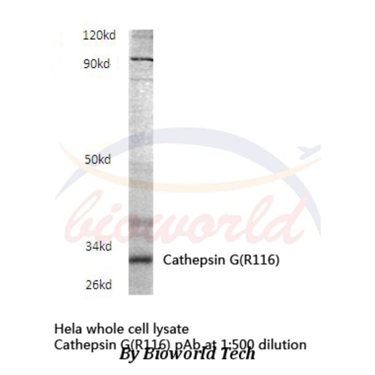 Anti-Cathepsin G (R116) Antibody from Bioworld Technology (BS3458) - Antibodies.com