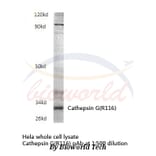 Anti-Cathepsin G (R116) Antibody from Bioworld Technology (BS3458) - Antibodies.com
