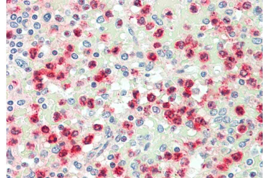 Anti-Cathepsin G (R116) Antibody from Bioworld Technology (BS3458) - Antibodies.com