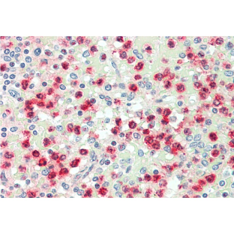 Anti-Cathepsin G (R116) Antibody from Bioworld Technology (BS3458) - Antibodies.com