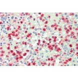 Anti-Cathepsin G (R116) Antibody from Bioworld Technology (BS3458) - Antibodies.com