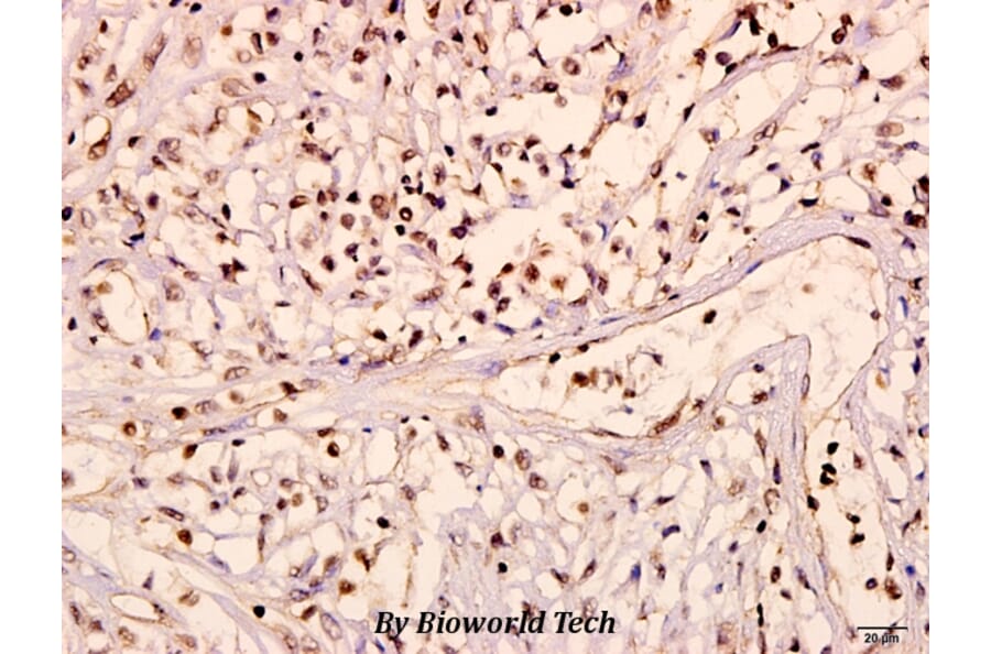 Anti-Ob-R (L662) Antibody from Bioworld Technology (BS3460) - Antibodies.com