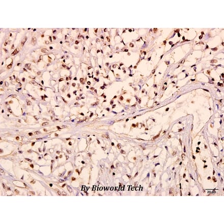Anti-Ob-R (L662) Antibody from Bioworld Technology (BS3460) - Antibodies.com