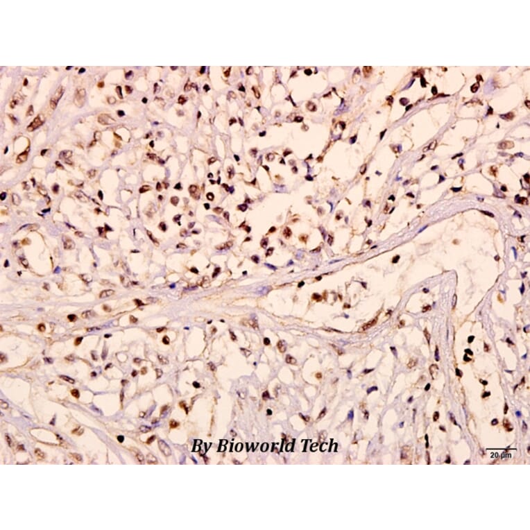 Anti-Ob-R (L662) Antibody from Bioworld Technology (BS3460) - Antibodies.com