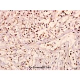 Anti-Ob-R (L662) Antibody from Bioworld Technology (BS3460) - Antibodies.com