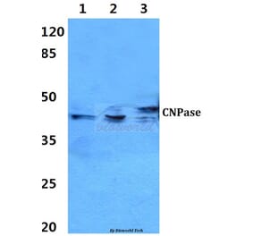 Anti-CNPase (A108) Antibody from Bioworld Technology (BS3461) - Antibodies.com