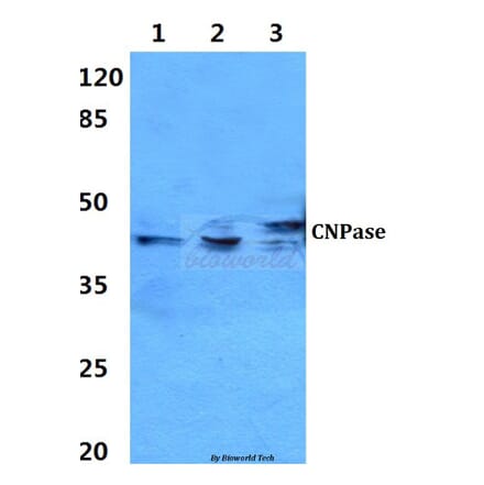 Anti-CNPase (A108) Antibody from Bioworld Technology (BS3461) - Antibodies.com