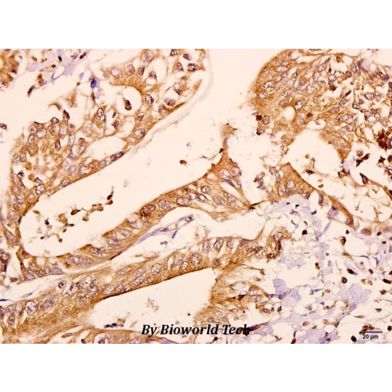 Anti-CNPase (A108) Antibody from Bioworld Technology (BS3461) - Antibodies.com