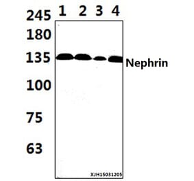 Anti-Nephrin (H892) Antibody from Bioworld Technology (BS3462) - Antibodies.com