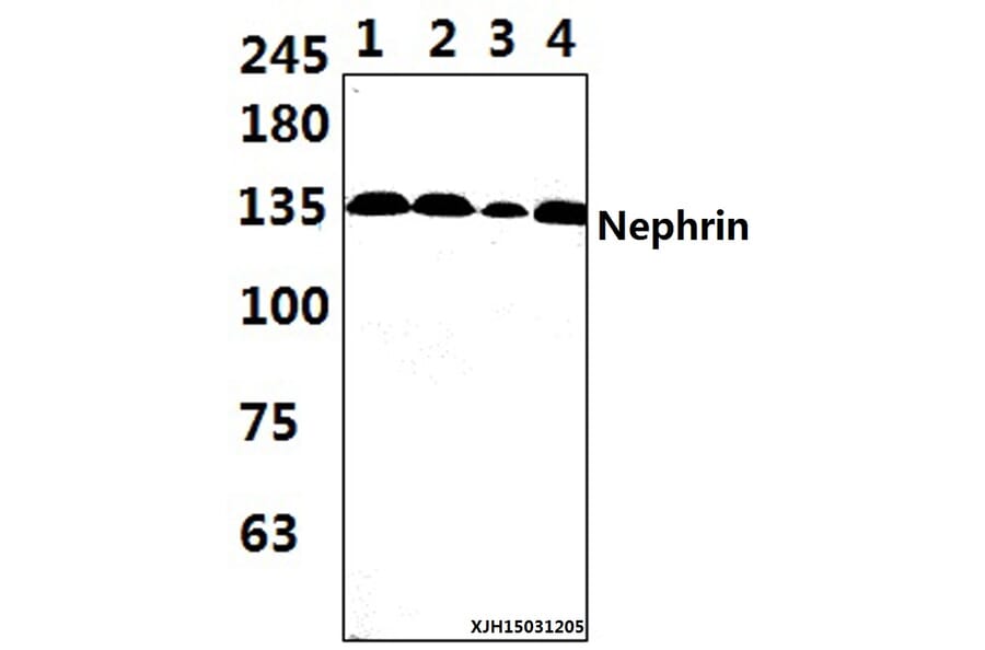 Anti-Nephrin (H892) Antibody from Bioworld Technology (BS3462) - Antibodies.com