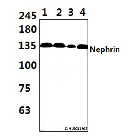 Anti-Nephrin (H892) Antibody from Bioworld Technology (BS3462) - Antibodies.com