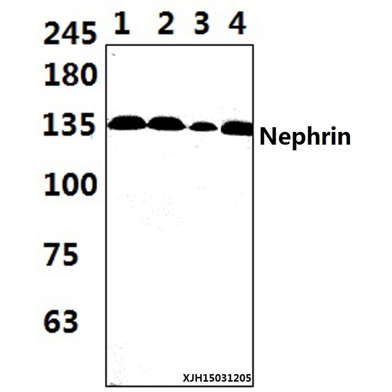 Anti-Nephrin (H892) Antibody from Bioworld Technology (BS3462) - Antibodies.com