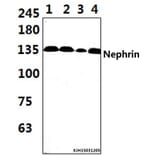 Anti-Nephrin (H892) Antibody from Bioworld Technology (BS3462) - Antibodies.com