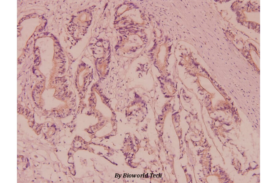 Anti-Nephrin (H892) Antibody from Bioworld Technology (BS3462) - Antibodies.com