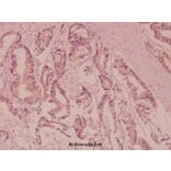 Anti-Nephrin (H892) Antibody from Bioworld Technology (BS3462) - Antibodies.com