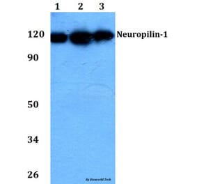 Anti-Neuropilin-1 (D525) Antibody from Bioworld Technology (BS3465) - Antibodies.com