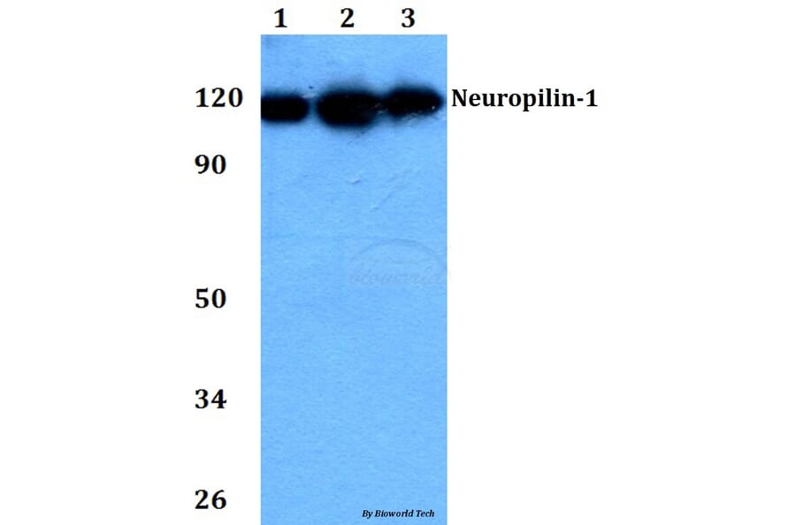 Anti-Neuropilin-1 (D525) Antibody from Bioworld Technology (BS3465) - Antibodies.com