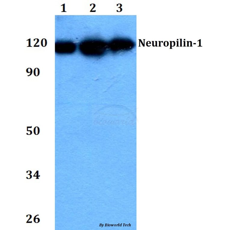 Anti-Neuropilin-1 (D525) Antibody from Bioworld Technology (BS3465) - Antibodies.com