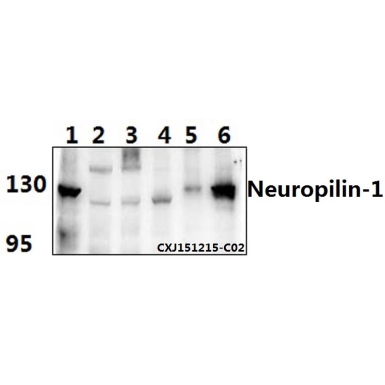 Anti-Neuropilin-1 (D525) Antibody from Bioworld Technology (BS3465) - Antibodies.com