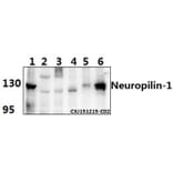 Anti-Neuropilin-1 (D525) Antibody from Bioworld Technology (BS3465) - Antibodies.com