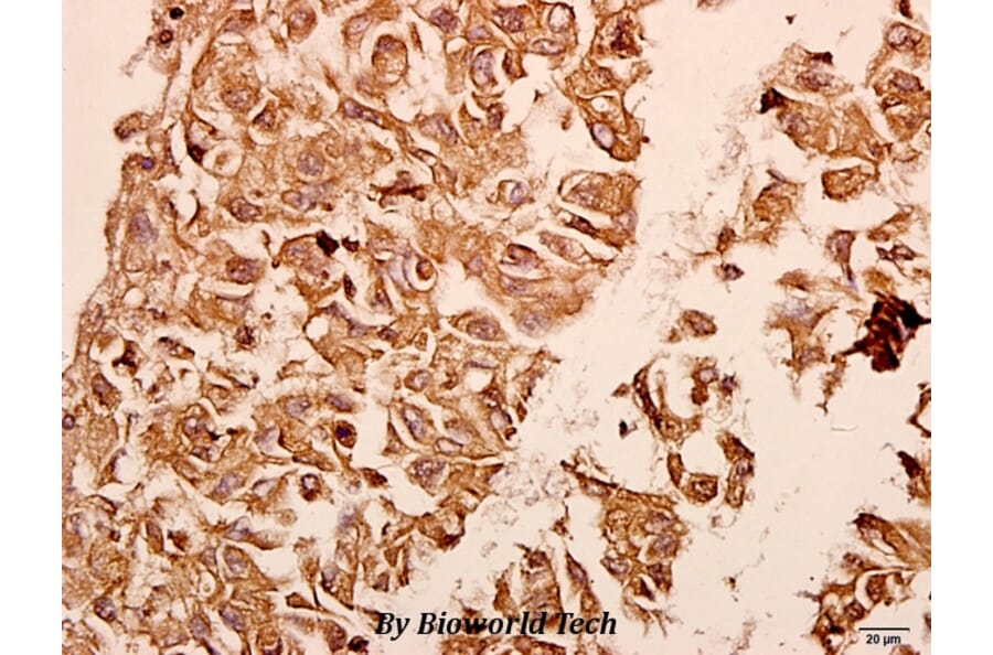 Anti-Neuropilin-1 (D525) Antibody from Bioworld Technology (BS3465) - Antibodies.com