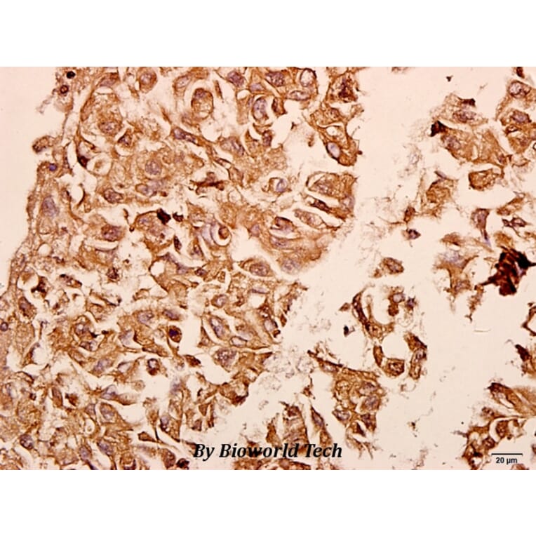 Anti-Neuropilin-1 (D525) Antibody from Bioworld Technology (BS3465) - Antibodies.com