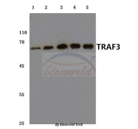 Anti-TRAF3 (S289) Antibody from Bioworld Technology (BS3466) - Antibodies.com
